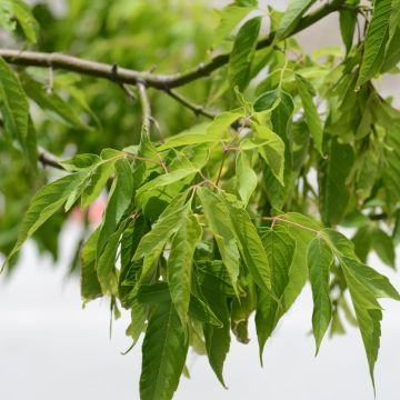 Eschen-Ahorn - Acer negundo