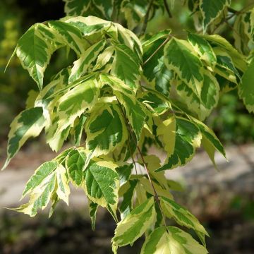 Eschen-Ahorn Aureovariegatum - Acer negundo