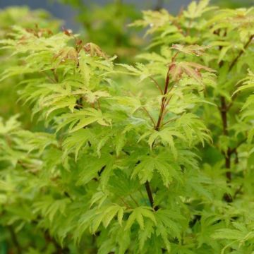 Fächerahorn Anne Irene - Acer palmatum