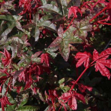 Érable du Japon - Acer palmatum Deshojo