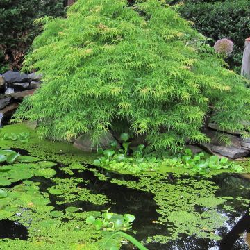 Fächerahorn Dissectum Viridis - Acer palmatum