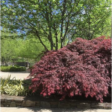 Fächerahorn Pevé Dave - Acer palmatum