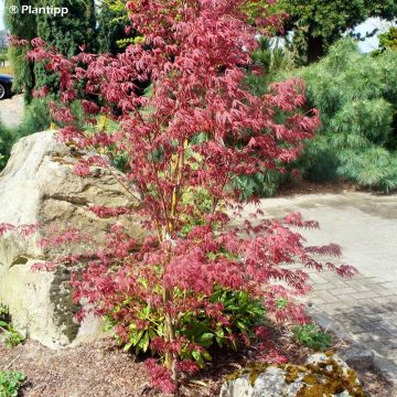 Fächerahorn Pevé Starfish - Acer palmatum