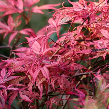 Fächerahorn Pink Passion - Acer palmatum