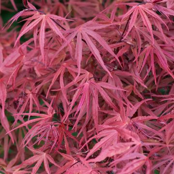 Fächerahorn Red Pygmy - Acer palmatum