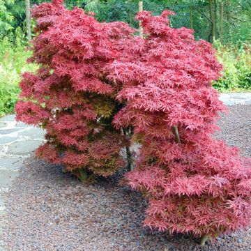 Fächerahorn Shaina - Acer palmatum