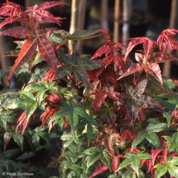 Fächerahorn Shindeshojo - Acer palmatum