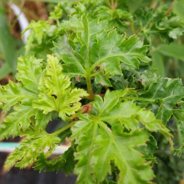 Fächerahorn Shishigashira - Acer palmatum