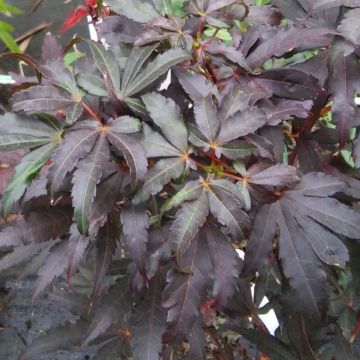 Fächerahorn Skeeter's Broom - Acer palmatum