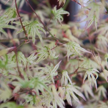 Fächerahorn Ukigumo - Acer palmatum