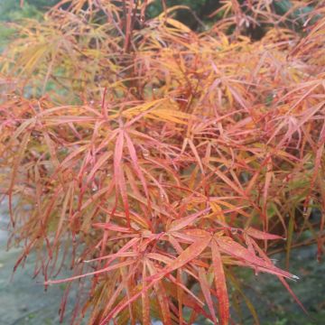 Fächerahorn Villa taranto - Acer palmatum