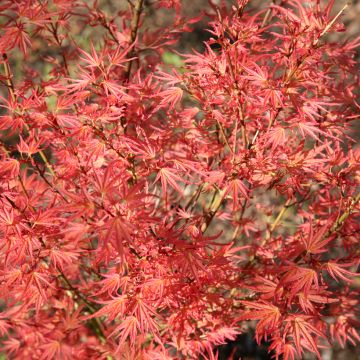 Fächerahorn Wilson's Pink Dwarf - Acer palmatum