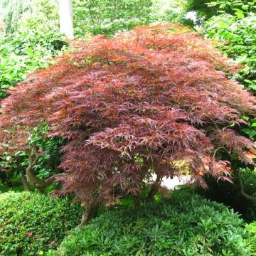 Fächerahorn Dissectum Garnet - Acer palmatum