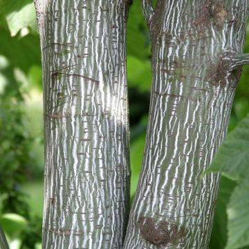 Streifen-Ahorn- Acer pensylvanicum