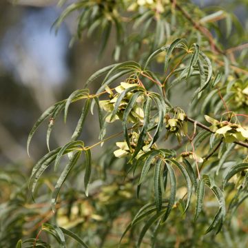 Acer pentaphyllum - Ahorn