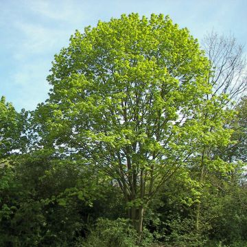 Spitz-Ahorn - Acer platanoides