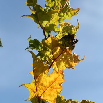 Spitz-Ahorn Marylka Beskid - Acer platanoides