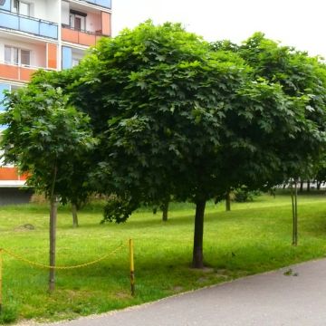 Spitz-Ahorn Globosum - Acer platanoides