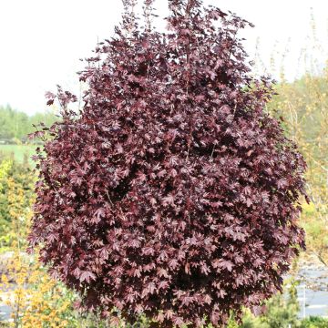 Spitz-Ahorn Purple Globe - Acer platanoides