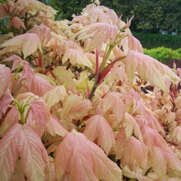 Berg-Ahorn Brilliantissimum - Acer pseudoplatanus