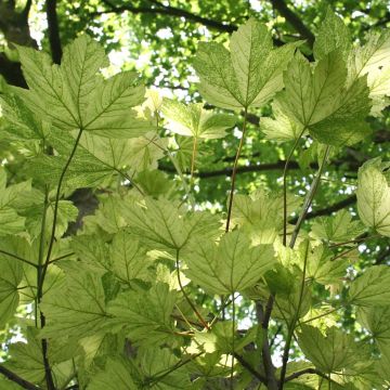 Berg-Ahorn Leopoldii - Acer pseudoplatanus