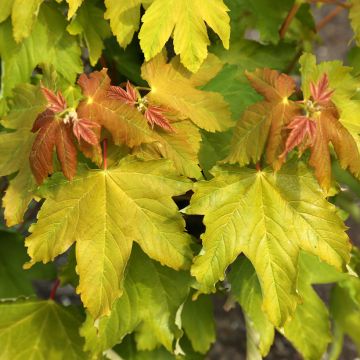 Berg-Ahorn Pruhonice - Acer pseudoplatanus 