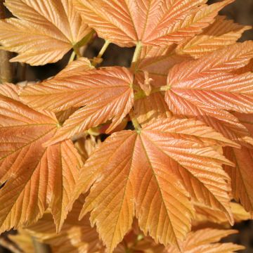 Berg-Ahorn Sunshine - Acer pseudoplatanus 