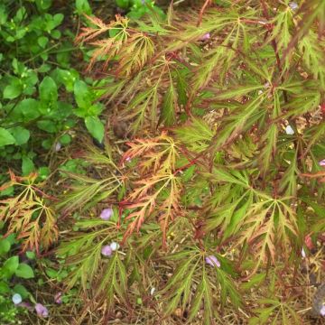 Erable du Japon - Acer pseudosieboldianum Ice dragon