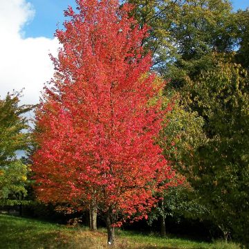 Rot-Ahorn Armstrong - Acer rubrum