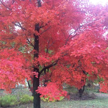 Rot-Ahorn Red Sunset - Acer rubrum