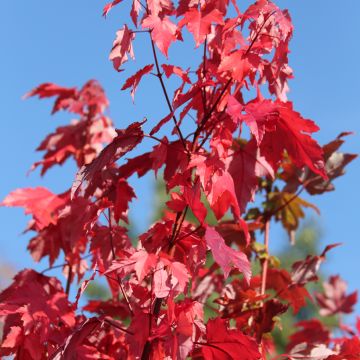 Rot-Ahorn Somerset - Acer rubrum