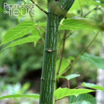 Rotnerviger Schlangenhautahorn - Acer rufinerve