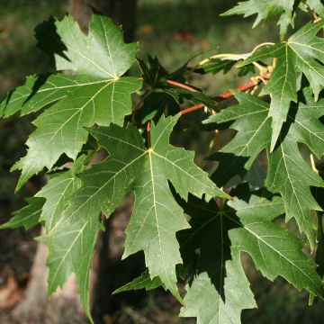 Silber-Ahorn Laciniatum Wieri - Acer saccharinum