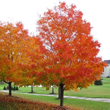 Echter Zucker-Ahorn - Acer saccharum