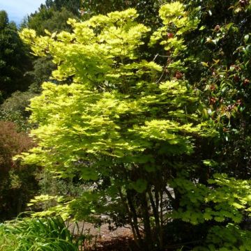 Japanischer Ahorn Aureum - Acer shirasawanum