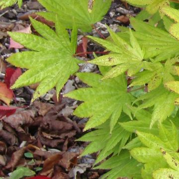 Japanischer Ahorn Moonrise - Acer shirasawanum