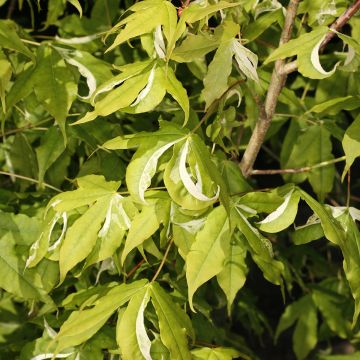 Chinesischer Spitz-Ahorn Akikaze-nishiki - Acer truncatum