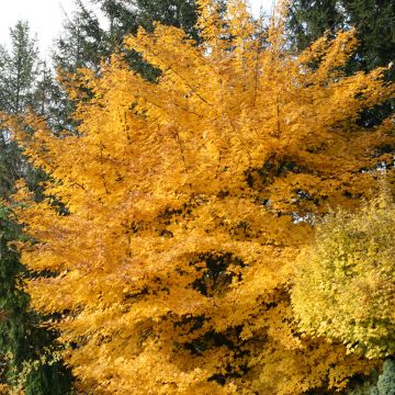 Ahorn Annae - Acer x zoeschense