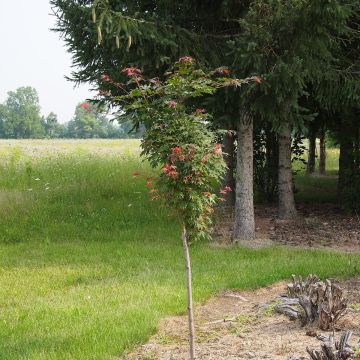 Erable du Japon - Acer pseudosieboldianum North Wind