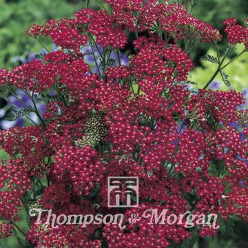 Achillea millefolium Cassis (Samen) - Gemeine Schafgarbe