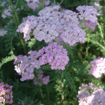 Achillée millefolium Wonderful Wampee