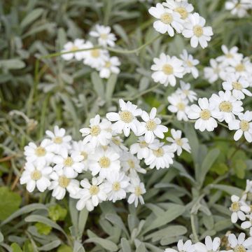 Achillea ageratifolia - Achillée à feuilles d'agérate