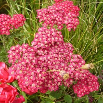 Achillea millefolium Petra - Gemeine Schafgarbe