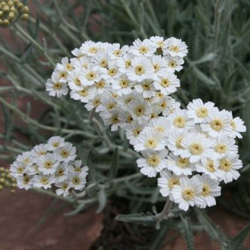 Achillea kellereri - Kellers Schafgarbe