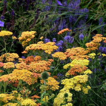 Achillea millefolium Desert Eve Terracotta - Gemeine Schafgarbe