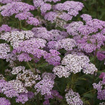 Achillea millefolium Excel - Gemeine Schafgarbe