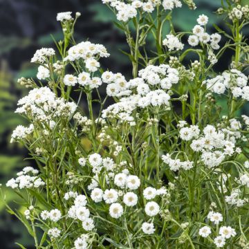 Achillea ptarmica - Sumpf-Schafgarbe