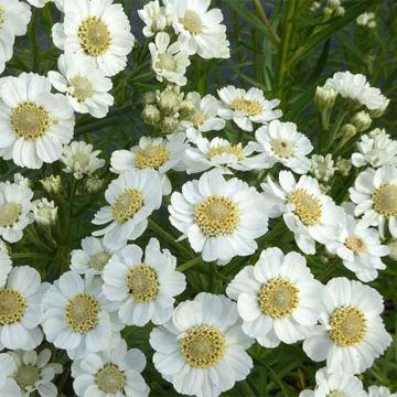 Achillea ptarmica Xana - Sumpf-Schafgarbe