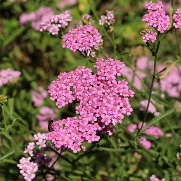 Achillée - Achillea asplenifolia