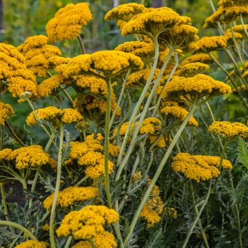 Achillée - Achillea filipendulina Parker's Variety